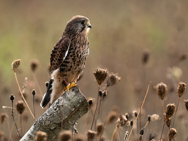 Birds of prey photography training & experience day at the Andover Hawk Conservancy