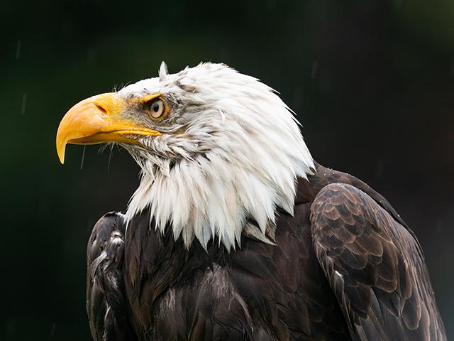 Birds of Prey experience day at the Andover Hawk Conservancy