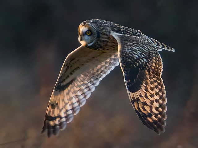 Wild Owls & birds of Elmley Nature Reserve