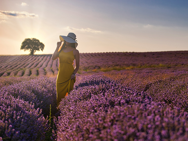 Golden hour portraits in the lavender fields