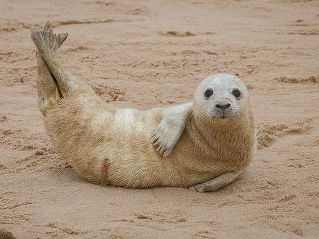 Wildlife Tour: Seals of Norfolk with an award winning wildlife photographer