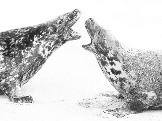 Wildlife Workshop: Seals of Norfolk with an award winning wildlife photographer