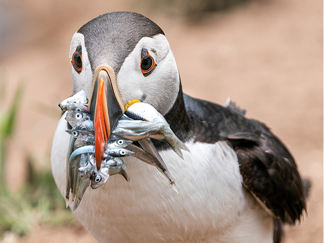 A trip to Skomer Island to capture the Puffins during the chick feeding season