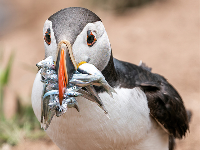 A trip to Skomer Island to capture the Puffins during the height of chick feeding season